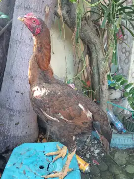 Ayam betina muda jenis koytrad siap buat ternak