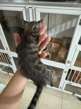Anak kucing b3ngal betina