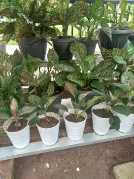 Tanaman hias Aglonema
