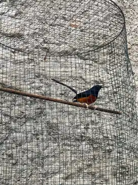 Burung Murai Batu Jantan Ring Fullset