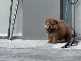 Chow chow,puppy,female