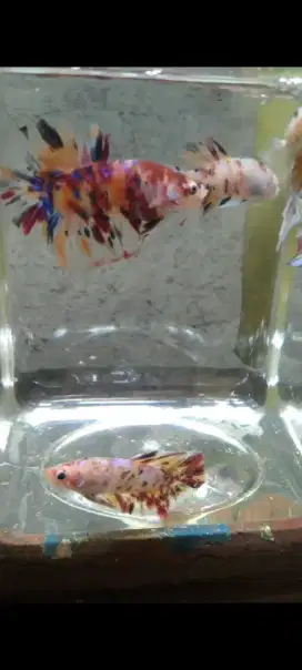 ikan cupang hias giant multi bukan arwana