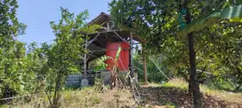 Dijual kebun / tanah di Bogor