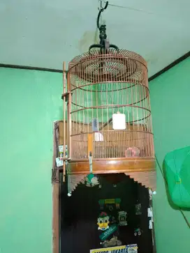Jual kandung burung Anis bata