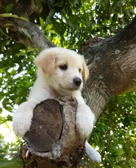 Anakan anjing gemuk gemesin mixbreed golden retriever istimewa