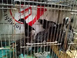Ayam cemani lidah hitam pekat umur 2 bulanan