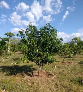 Dijual Tanah Lahan Kebun Mangga Situbondo Luas Lokasi Ciamik