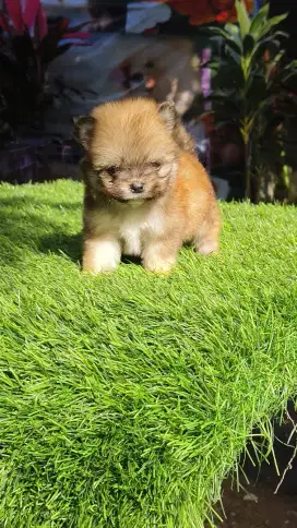 Super mini jantan UMR 1,5 bln