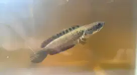 Channa Orna Flering