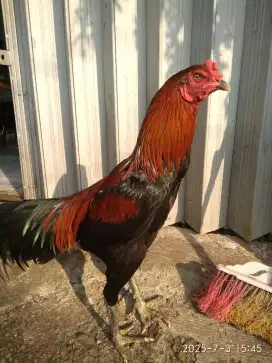 Jual ayam bangkok