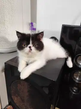 Kucing persian exotic