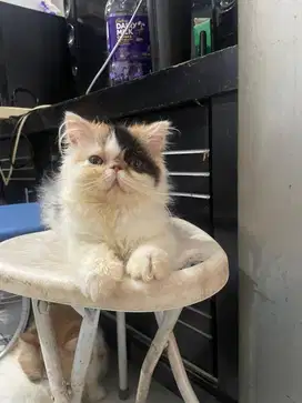 Kucing persian picnose extrim