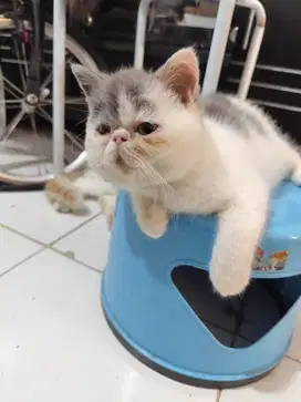 Kucing persian exotic