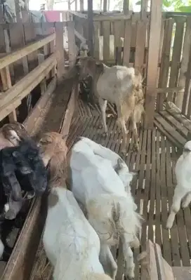 Kambing ber kualitas