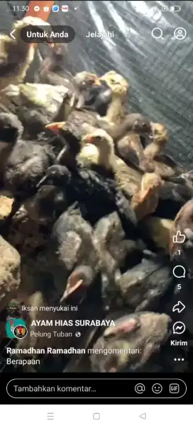 Ayam pelung 1 bulan lebih. Sepasang 190.000