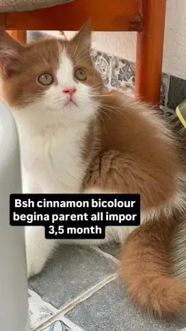 British shorthair cinnamon female