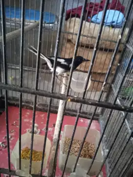 Burung kacar bunyi  ssmauunya