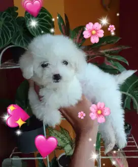 Anak Anjing Maltipom Nett