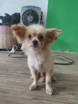 Chihuahua long hair