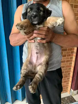 Anak anjing lucu ras besar golden mix herder