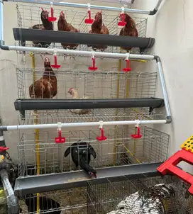 Paket kandang ayam petelur fullset 3 tingkat 24 ekor galvanise 110cm
