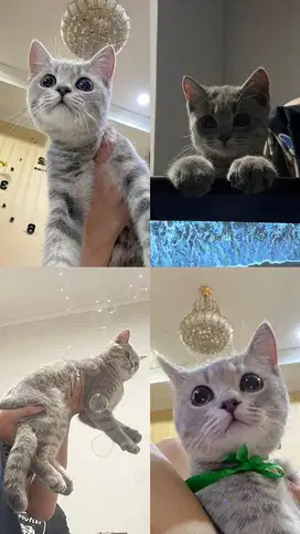 british short hair silver tabby