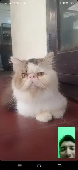 Kucing Persia persian pesek  ekstrem long hair