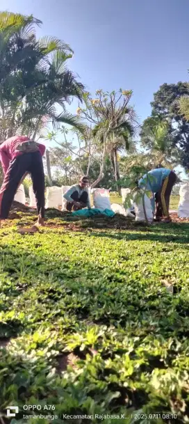 Jual rumput taman segala jenis rumput taman dan tanaman hias