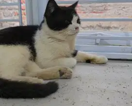 Kucing BSH gendut