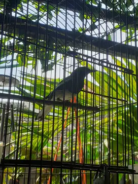 Burung Kacer Daput Gacor Fullset