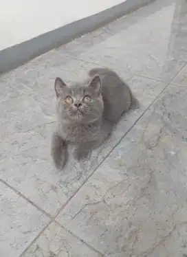 BRITISH SHORTHAIR/BSH BLUE