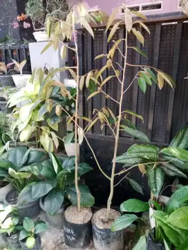 Bibit ochee duri hitam 1 meter lebih bandar Lampung
