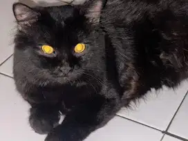 DIJUAL KUCING PERSIAN HITAM