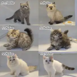Kitten persia super lucu dan gembul