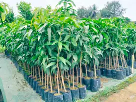 Bibit mangga kiojay