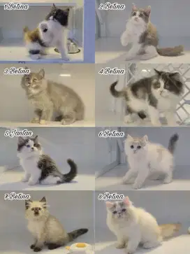Kitten persia super lucu