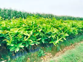 Bibit jambu air citra