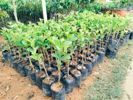 Bibit jambu kristal putih