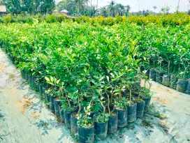 Bibit jeruk nipis