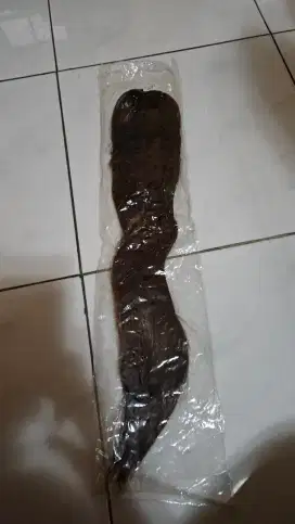 Rambut palau baru tapi sisimpan lama tidak dipakai