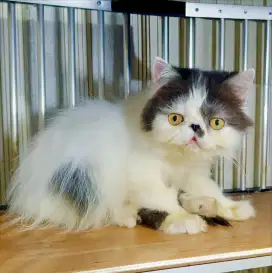 Kucing Kitten Peaknose Extreme Longhair Jantan
