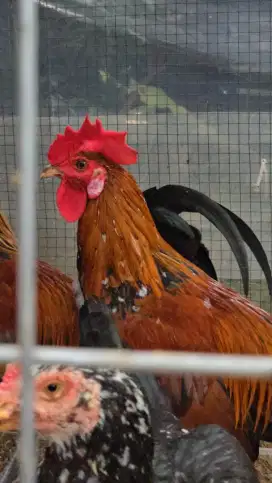 Ayam ketawa / ayam jago ketawa