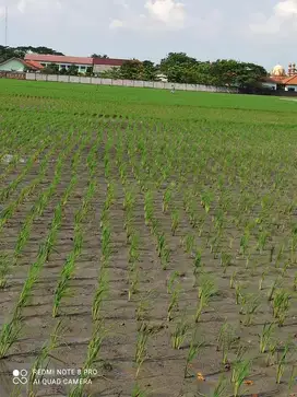 Dijual BU .. Tanah Produktif Sawah