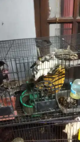 4 ekor Sugar Glider White face Breed jelas 1 koloni