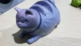 ( FREE ADOBT ) Kucing Domestik - Chloe