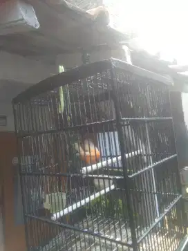 Burung kenari merlok