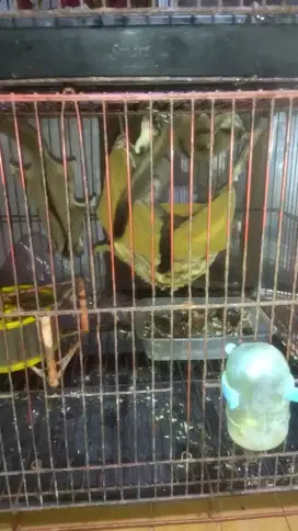 3 Ekor Sugar Glider 1 koloni Free Kandang joy adult sepasang