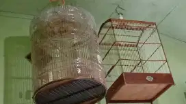 Kandang Murai Layak Pakai