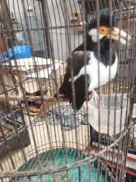 Jalak Suren Jinak
