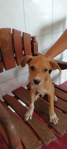 Dijual anjing kampung